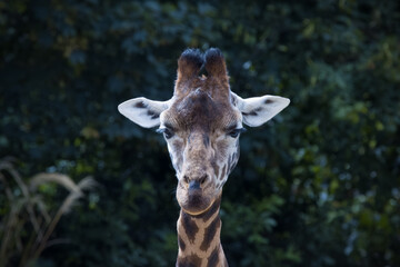 Naklejka premium portrait of a giraffe