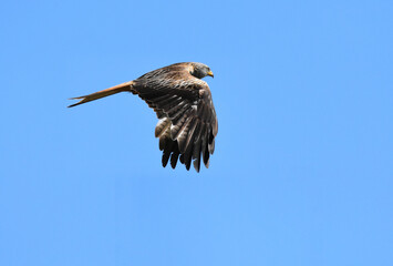 Red kite in flight