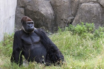 座って休むゴリラ © osaru_photos