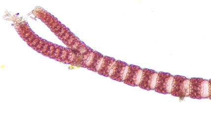 Ceramium sp, a marine macroalgae belonging to Rhodophyta. 510x magnification. Stacked photo