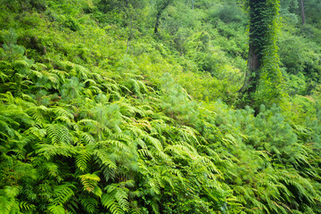 Jibhi Tirthan Valley,Himachal Pradesh India.