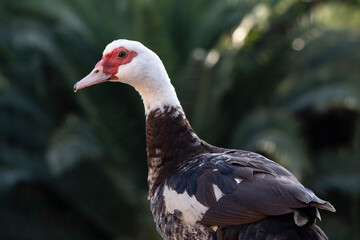Patos y Pavo real albino
