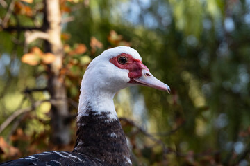 Patos y Pavo real albino