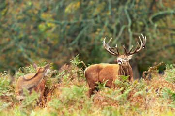 Portrait of a red deer stag in autumn
