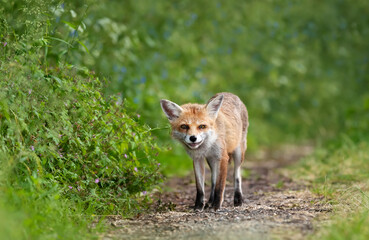 Naklejka na ściany i meble Close-up of a Red fox in a meadow