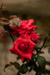 czerwona róża z kroplami wody, red roses - obrazy, fototapety, plakaty