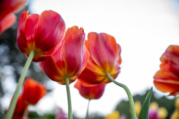 Australian spring time tulip blooming in spring. bright tulip flower field. summer field of flowers. gardening and floristics. nature beauty and freshness