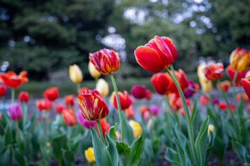 Obraz premium Australian spring time tulip blooming in spring. bright tulip flower field. summer field of flowers. gardening and floristics. nature beauty and freshness
