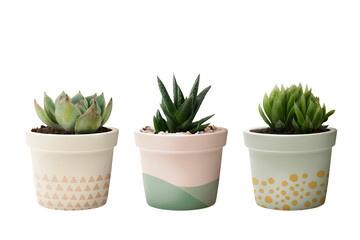Set of three small succulent plants in pastel pots no background