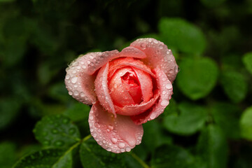 róża w pąku w kolorze łososiowym w kroplach deszczu, rose with water drops  - obrazy, fototapety, plakaty