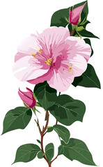 Rose of Sharon isolated on transparent background, Generative AI