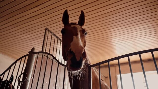 Portrait of a beautiful brown horse standing in a stall in a stable the concept of love for equestrian sports and horses