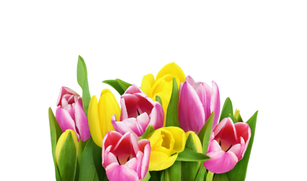 Yellow and pink tulip flowers in a floral arrangement isolated on white or transparent background