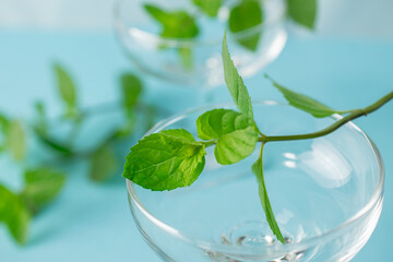 グラスにのっているミントの葉（ミントブルーの背景）
