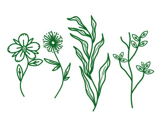 set of line art illustrations of tropical plants, leaves and flowers