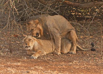 lion and lioness Matting