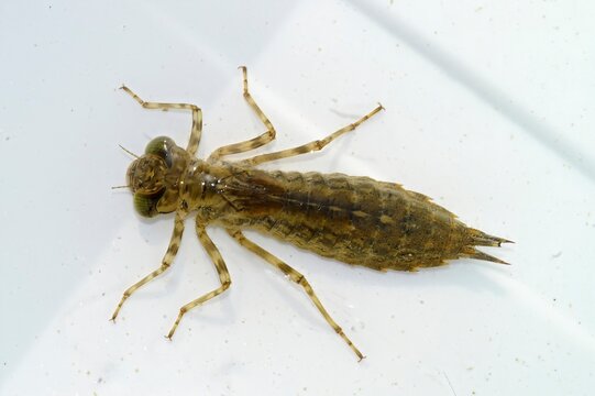 Closeup on the larvae of the Blue Emperor dragonfly, Anax imperator , against a white background