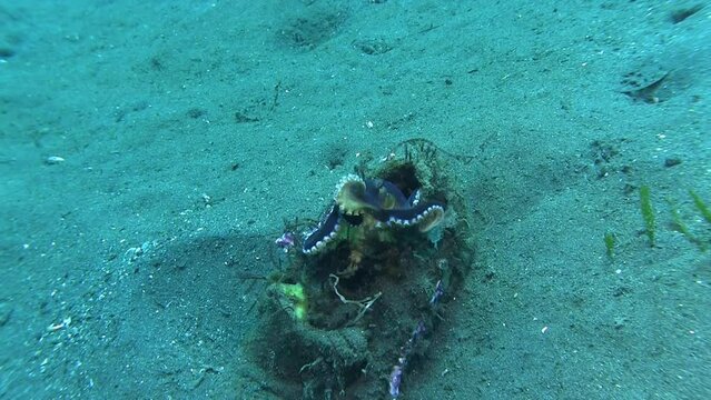An underwater battle for the place of residence between fish and octopus
