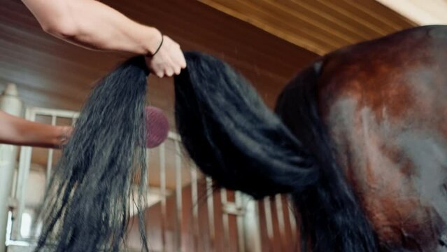 Close-up of a girl in a stable on a farm combing the tail of a raven horse with a comb the concept of love for equestrian sports