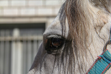 They (Shiites) use different animals for religious performances on the day of Ashura and the month...