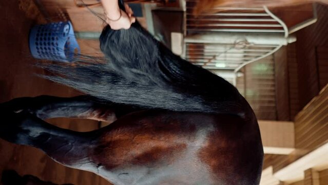 vertical video Close-up of a girl in a stable on a farm combing the tail of a raven horse with a comb the concept of love for equestrian sports