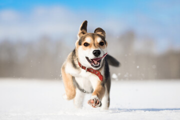 young small dog playing on the snow winter field on a sunny day