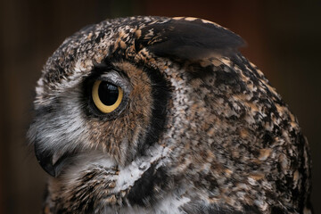 Great horned owl (Bubo virginianus) in profile with bright yellow pupils and intent look