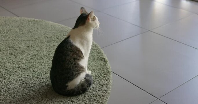 Cat indoor, walking in living room. Domestic animal at home. Cat meows on camera.