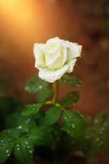 kremowa róża o poranku w kroplach deszczu i promieniach słońca - obrazy, fototapety, plakaty