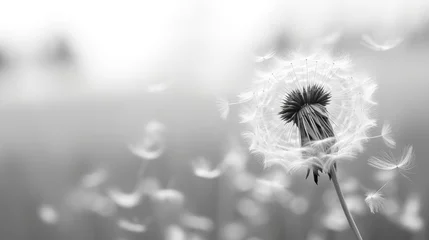  Black and white close-up photograph of a lone dandelion seed head with fluffy white seeds dispersing in the wind against a blurred background. © Aidas