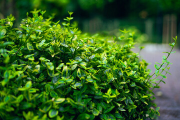 Macro photo of a green bush