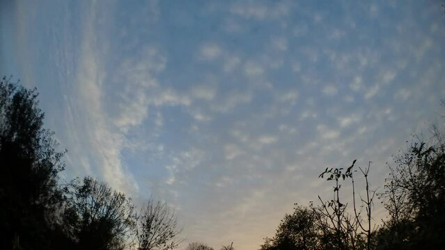 Evening blue sky with moving white, grey, pink and orange clouds during sunset and dark autumn branches of trees - timelapse, panorama 160. Topics: season, natural environment, weather, dusk