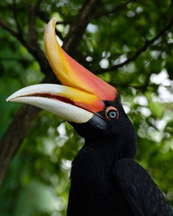 Portrait of a Rhinoceros hornbill © nexusby