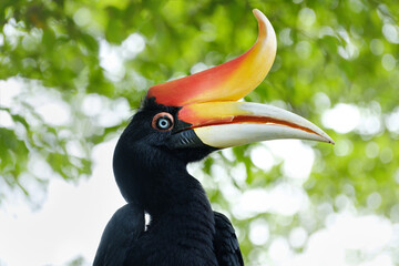 Rhinoceros hornbill close up, Buceros rhinoceros © nexusby