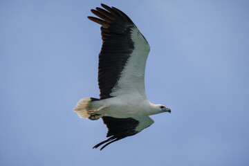 White-bellied sea eagle in flight, side view