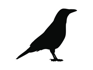 Crow silhouette vector art white background