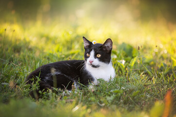 Fototapeta premium Black and white cat in the green grass. 