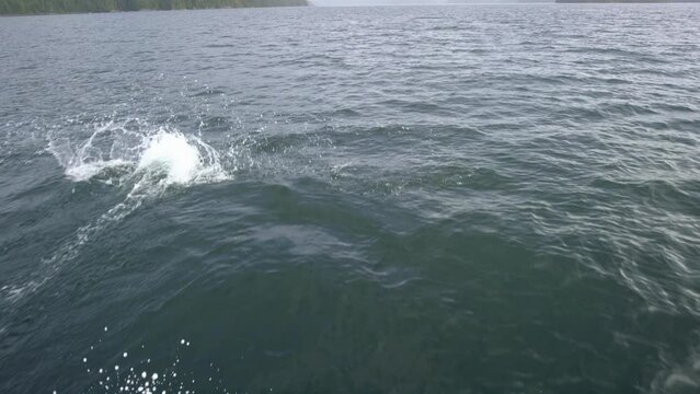 Dolphins On Water's Surface In Slow Motion
