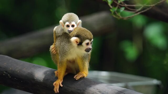 Squirrel monkey in their natural habitat and behaviors