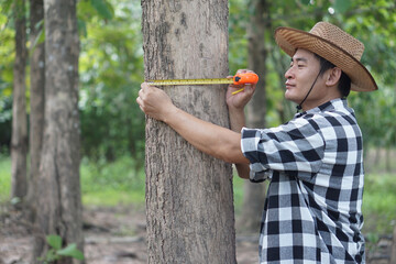 Asian man botanist is using measuring tape to measure trunk of tree in forest to analysis and...