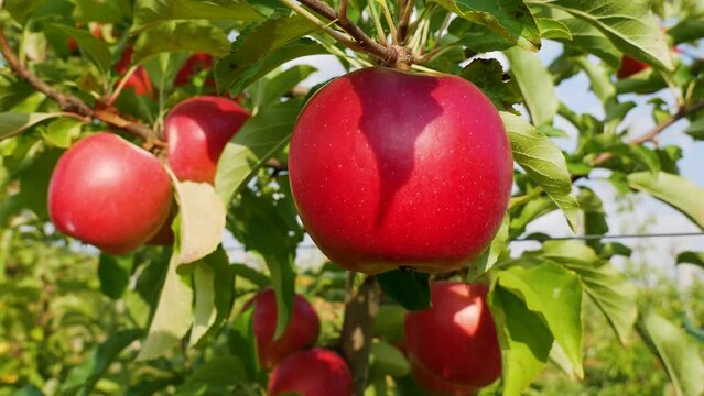 Fall apple harvest. Apple trees with red apples. Growing apples. Apple orchard with apples. Apple garden. Ukrainian apples. 
