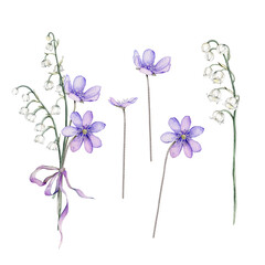 Set of watercolor spring flowers. Coppice, hepatica - first spring flowers. Spring lily of the valley Illustration of delicate lilac flowers. Hand drawn texture with white and violet flowers. Clipart