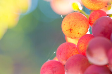 Close-up of grapes of wine in a sunny vineyard in autumn