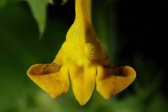 Wood Cow-Wheat (Melampyrum nemorosum). Flower Closeup