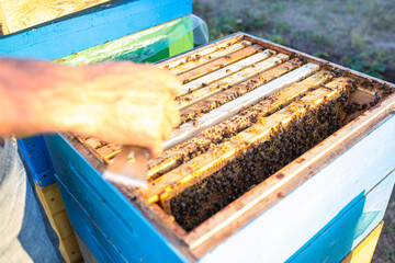 Fototapeta na wymiar Beehive Spring Management. beekeeper inspecting bee hive and prepares apiary for summer season. Beekeeping. 