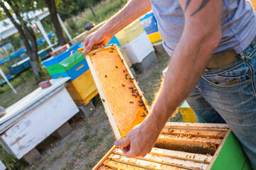 Open hive with bees drew nice straight comb on this foundation-less frame . light comb was used for...