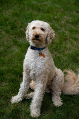 Goldendoodle sitting on grass 