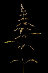 Rough Meadow Grass (Poa trivialis). Inflorescence Closeup - obrazy, fototapety, plakaty