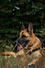 Hiking in the mountains with a dog. A tourist trip to Georgia with a pet, the nature of the Algeti National Park. A German Shepherd is resting while walking in the mountains.