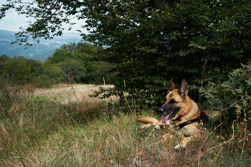 Hiking in the mountains with a dog. A tourist trip to Georgia with a pet, the nature of the Algeti National Park. A German Shepherd is resting while walking in the mountains.